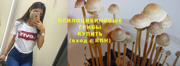 прущие грибы Каменногорск